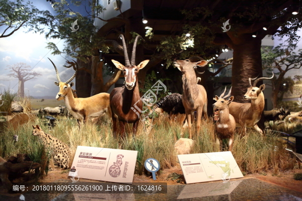 非洲動物,非洲大草原