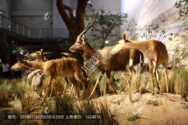 非洲動物,非洲大草原