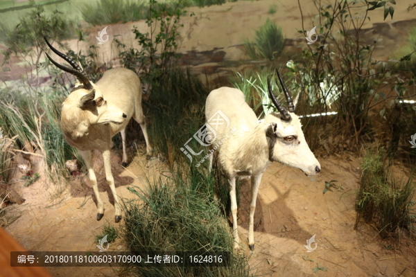 非洲動物,非洲大草原