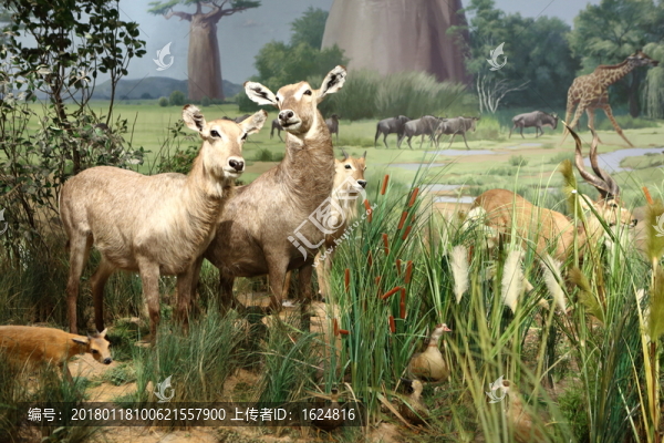 非洲動物,非洲大草原