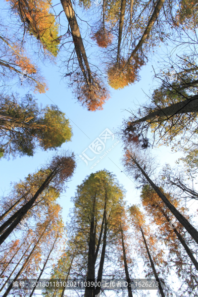 杉樹林