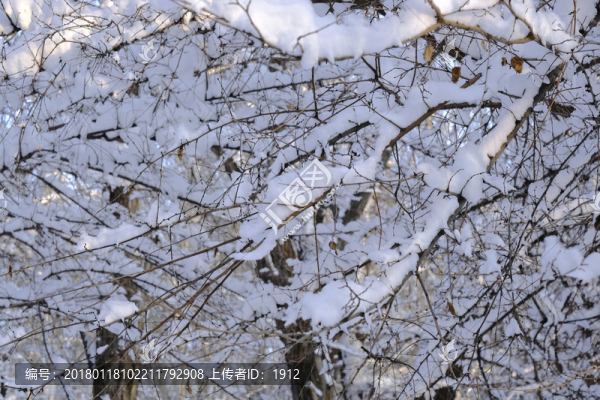 雪林