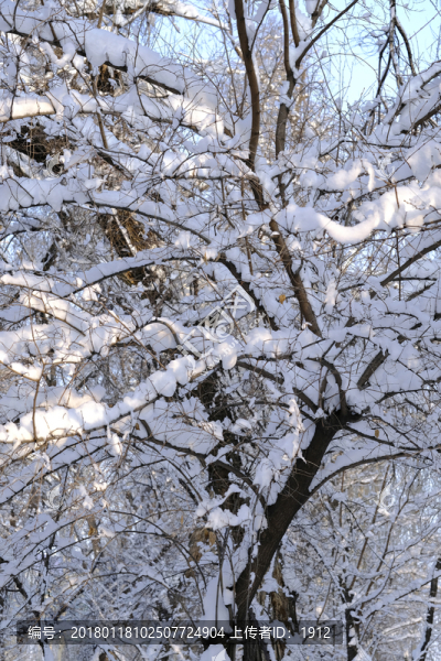 雪林
