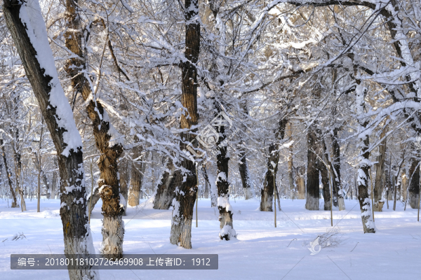 雪林