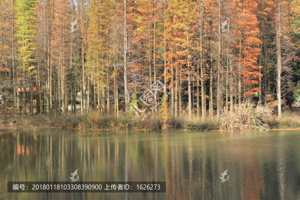 水杉林