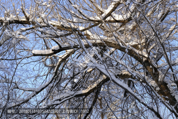 雪林