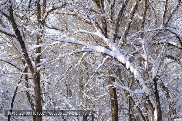雪林