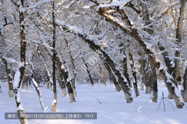 冬天的樹林