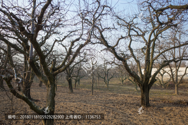冬天枯樹