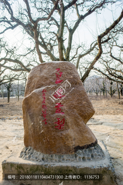 寧陵梨樹王