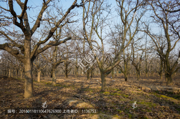 梨樹枯枝