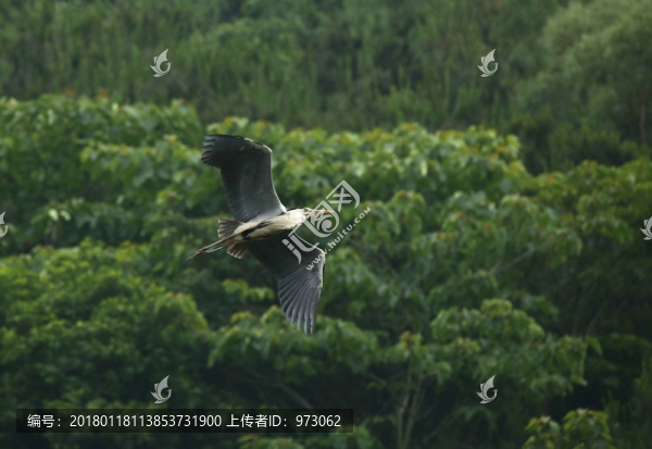飛舞神功