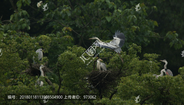 舞林之風(fēng)
