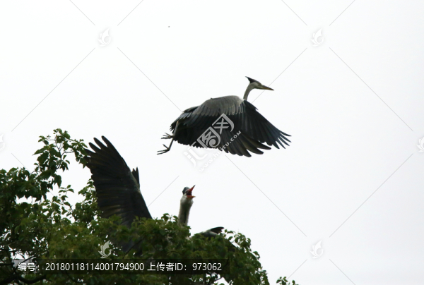 大舞風情