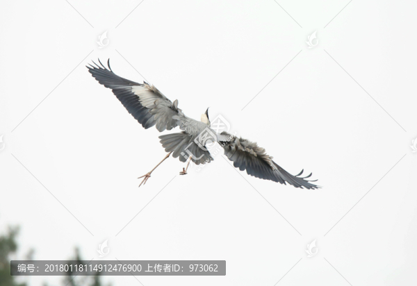 飛舞,風(fēng)影