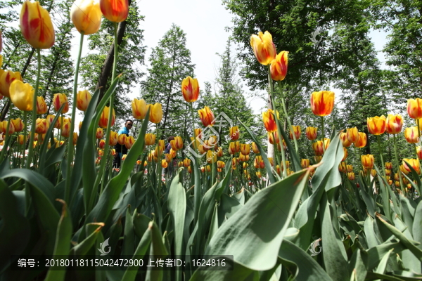 郁金香