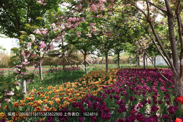 郁金香