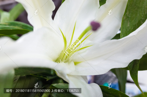 白色百合花