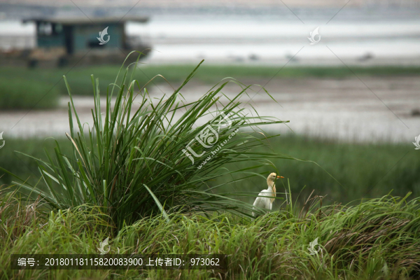 海邊牛背鷺