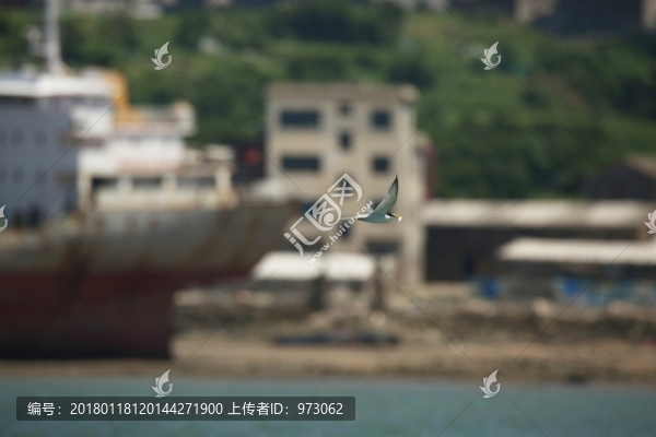 大海風(fēng)情,白額燕鷗,銜魚飛翔