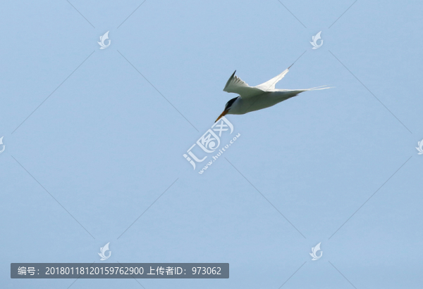 平飛俯瞰