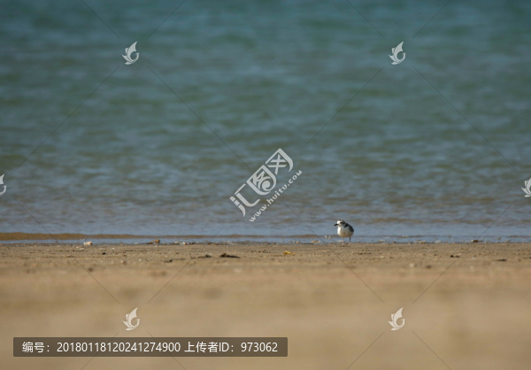 海邊,環(huán)頸鸻