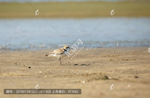 沙灘,環(huán)頸鸻,標(biāo)準(zhǔn)照