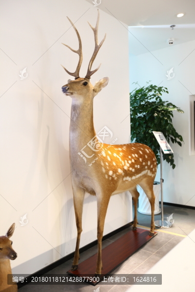 鹿頭,梅花鹿,鹿角