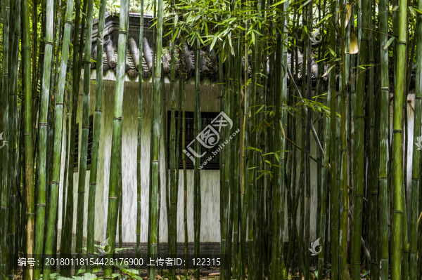窗前翠竹