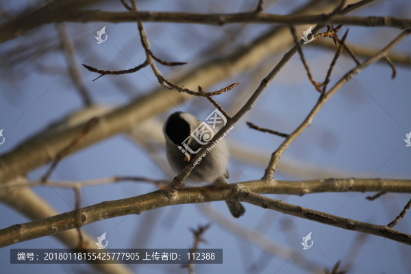 沼澤山雀,小仔伯,仔仔紅,紅子