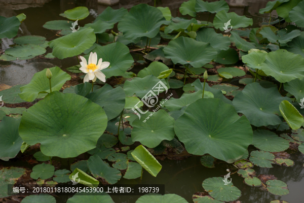荷花