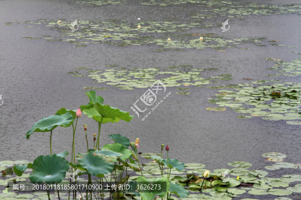 雨中荷花
