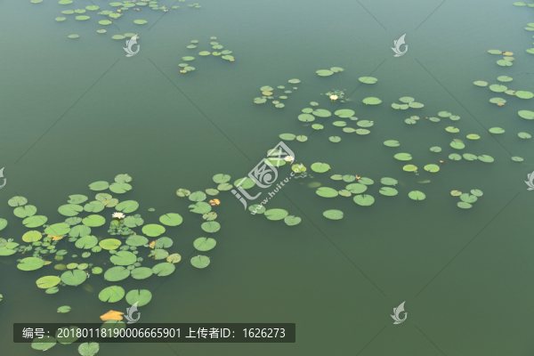 蓮葉