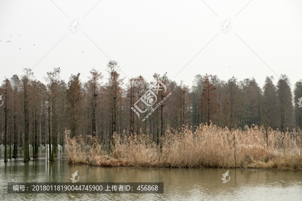 水杉森林