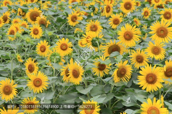 向陽花