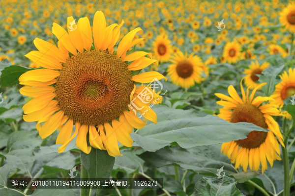 向日葵