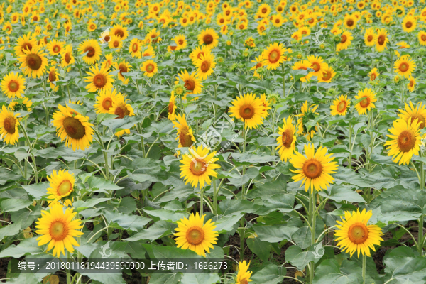 向陽花