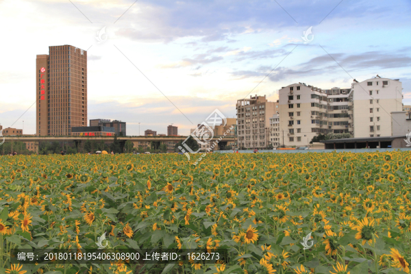 向日葵