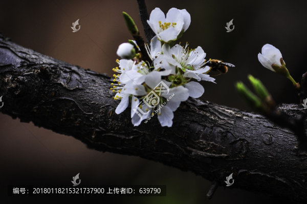 杏花