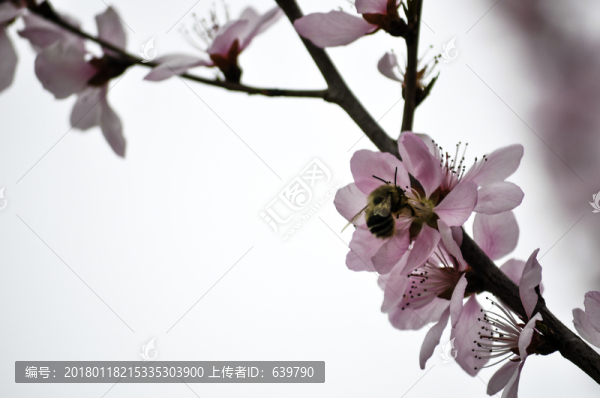 杏花