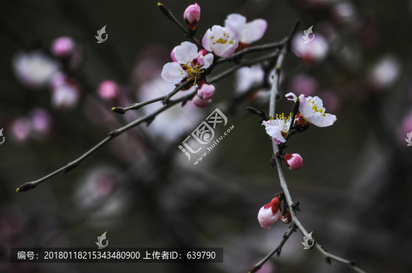 杏花