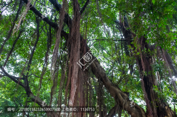 大榕樹