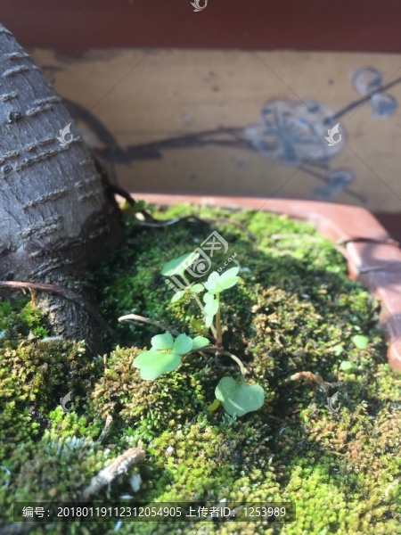 盆栽青苔