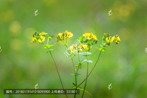 野花
