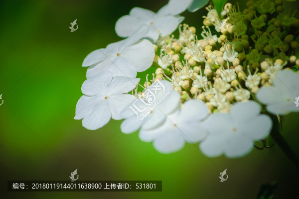 野花