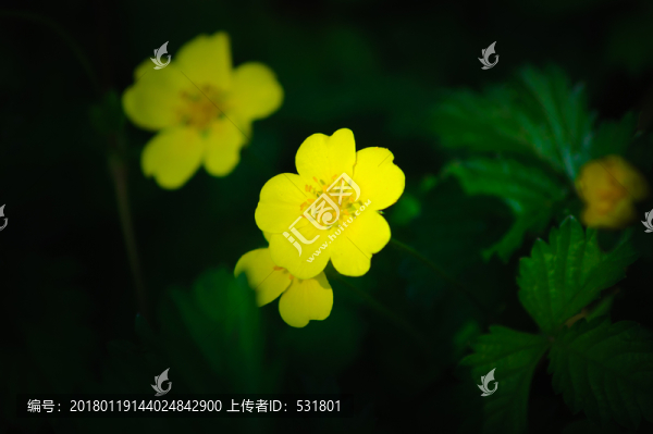 野花
