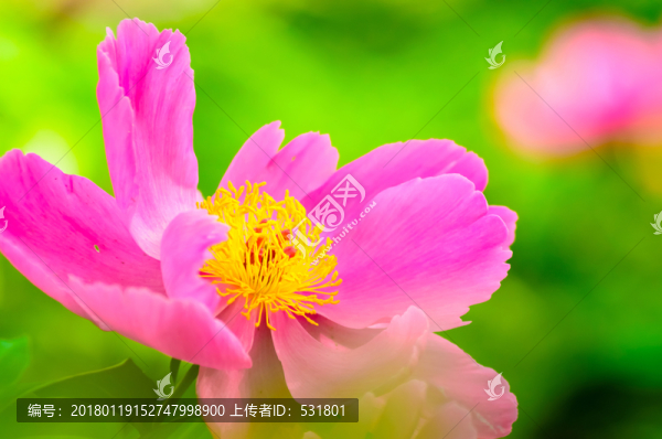 芍藥花