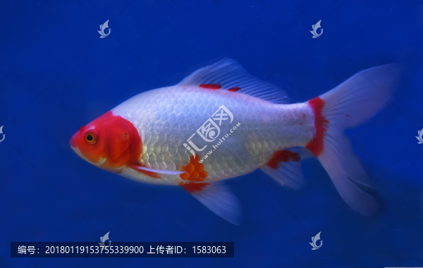 錦鯉