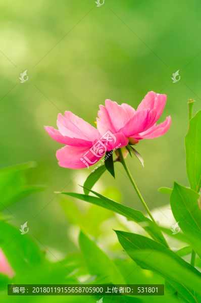 芍藥花