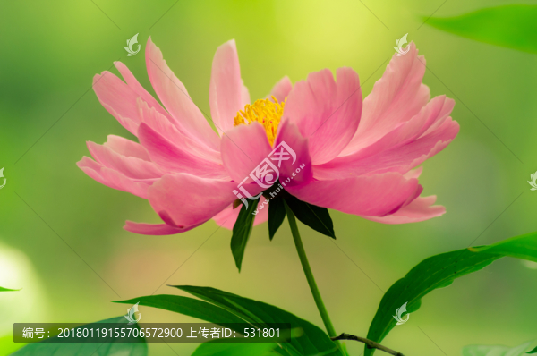 芍藥花